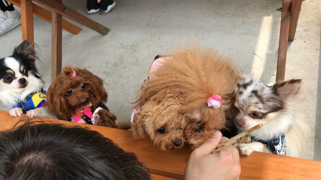 スマイルっ子でBBQ（≧∇≦）の記事動画