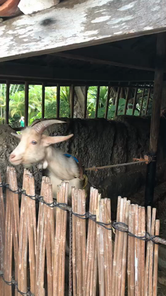 沖縄市。スペシャルサンクスりんりん&ごーやー荘の記事動画