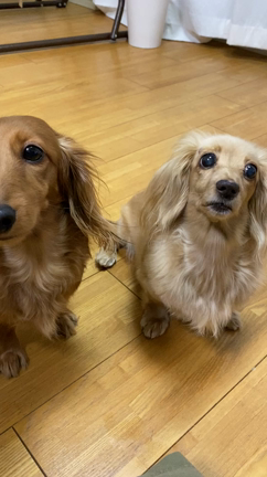 ごはんを奪われたミニチュアダックスの記事動画