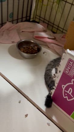 ブログが追いつかないの記事動画