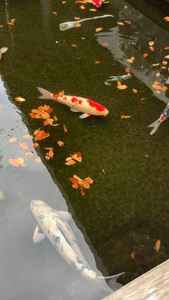 久しぶりの護国寺参拝。の記事動画