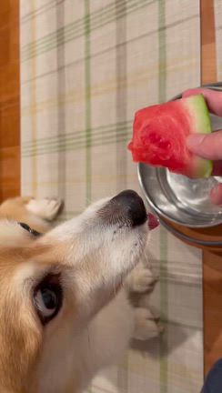 スイカ（音無し動画あり）の記事動画