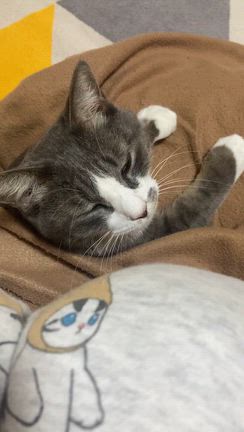 登山に行けずに増え続ける行動食の記事動画