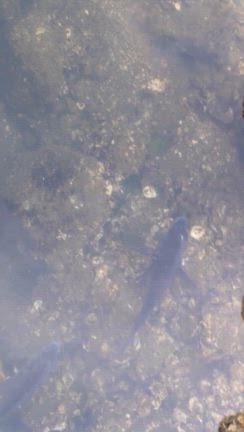 水深30センチのところにチヌがいっぱいいますの記事動画