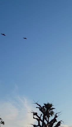 稚児が淵とカレーパンとの記事動画