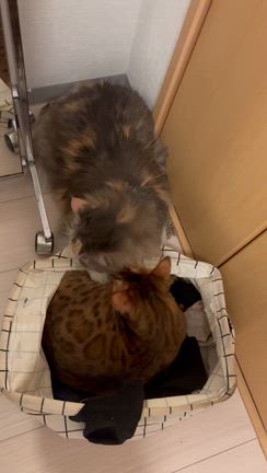 頼りにしてると先輩シンガーに言われるの記事動画