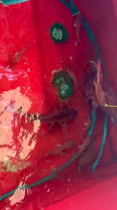 2025.12.07［中潮］タイラバ便の記事動画