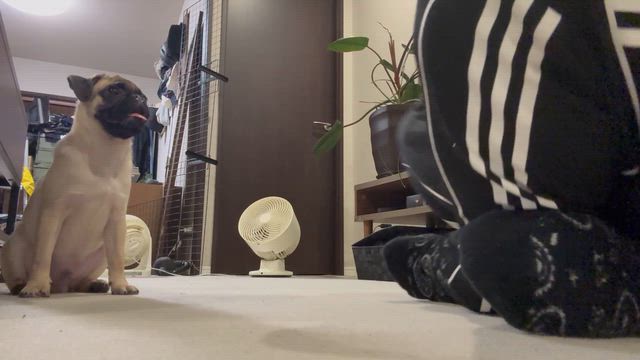 FANTASTICS！→ウチの子は芸達者の記事動画