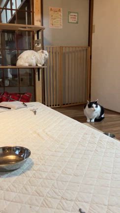 迷子猫の治療　活動報告2025.5月〜前編〜の記事動画