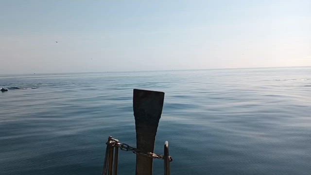 5月2日 朝便 【釣果情報】の記事動画