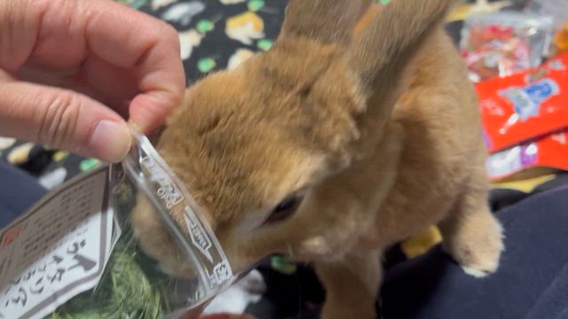 ラビファンお土産　モカ編の記事動画