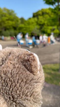 おさんぽシーズン到来❣️の記事動画