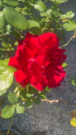 レジェンドオブルージュの記事動画