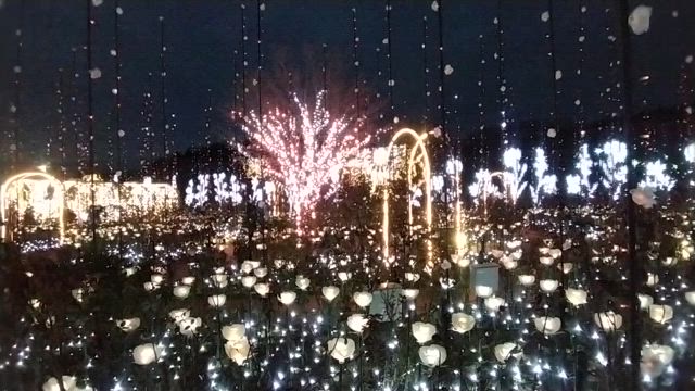 日本三大イルミネーションとやらの足利フラワーパーク。2年連続1位の「光の花の庭」バスツアーの記事動画