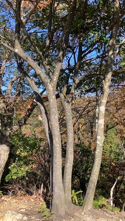 危険なジャンダルム？？？の記事動画