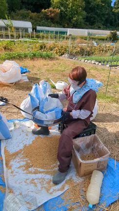 無肥料・無農薬の新米は最高の味！の記事動画