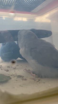 昨日の幸せちゃんと幸せ続け〜と嬉しいお里帰り。の記事動画