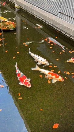 久しぶりの護国寺参拝。の記事動画