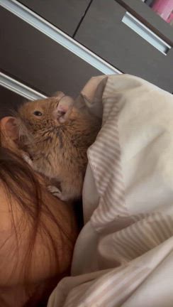 寂しがり屋さんの記事動画