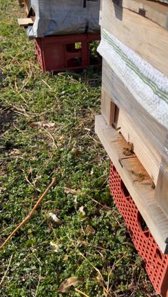 大寒なのに暖かかった日、みつばち達は！！の記事動画