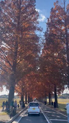 圧巻の美しさでした♡の記事動画