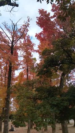 岡山総合グランド紅葉2025.11.17の記事動画