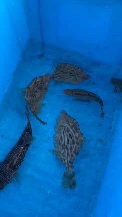 カワハギ‼️の記事動画