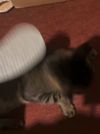 猫用しゃもじの記事動画