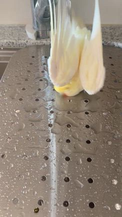 マイナンバーカード更新と詐欺に注意、インコ動画の記事動画