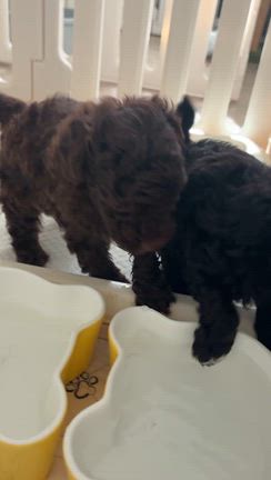 今日の成長記録の記事動画