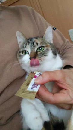 祝・もりりん寛解！！の記事動画