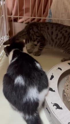 9/7東部会館譲渡会参加の猫ちゃん達紹介！まだまだ！の記事動画