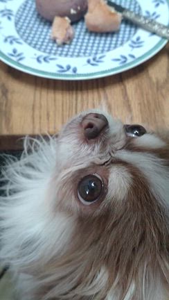 安心安全の無添加ペット用パンの記事動画