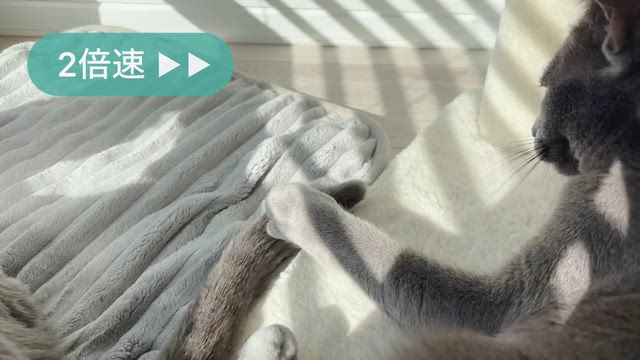 猫がいる生活193【猫の日】 | 猫とハイボール