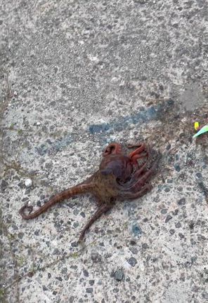 2025年5月31日,6月1日ショアタコエギング朝練。の記事動画