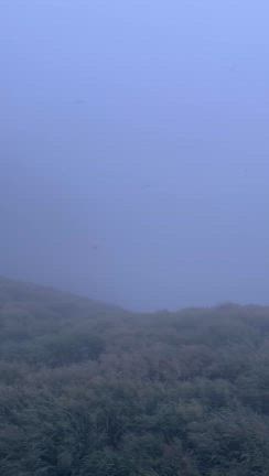 鳥の楽園✨天売島に来たよの記事動画