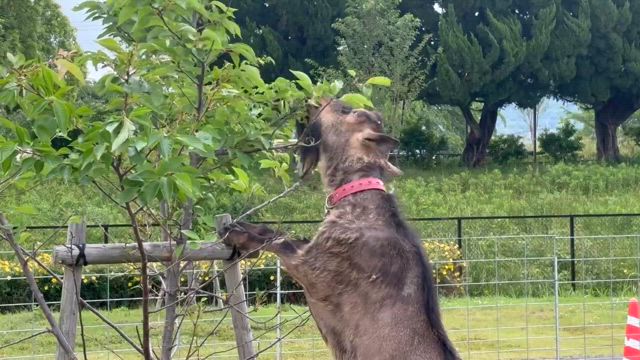 令和7年5月30日活動記録の記事動画