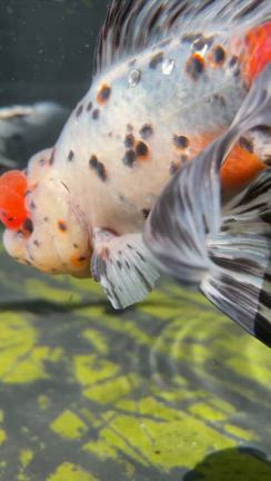 水換えの量　3分の1の記事動画