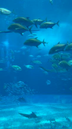 沖縄美ら海水族館の記事動画