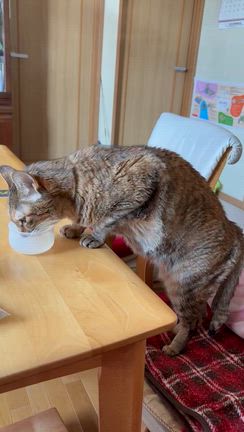 少し復活？の記事動画