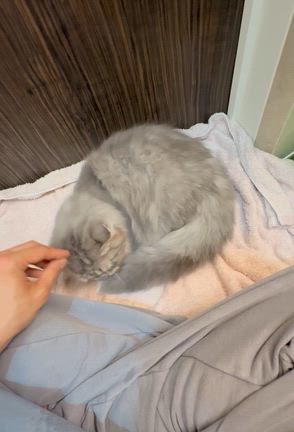 フィリップくん真菌完治✨の記事動画