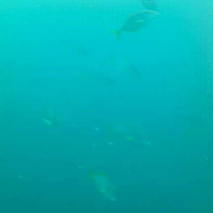 ホームラン・・・ならず( ˊᵕˋ ;)の記事動画