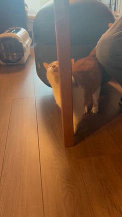 猫エイズキャリアのラテちゃん、トライアルへの記事動画