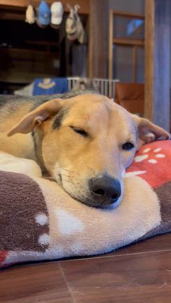 むぎゅむぎゅをもっと！の記事動画