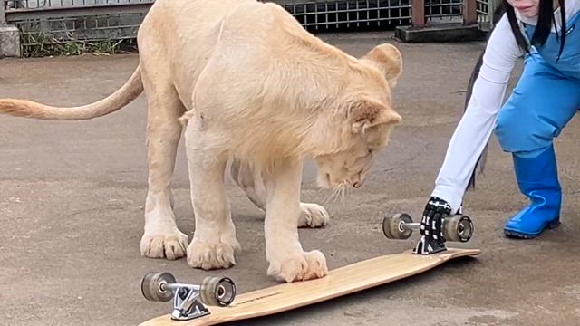 メカロボ大好きホワイトライオンの記事動画