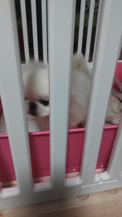 らんちゃんの視線（動画）＆ハロウィンの記事動画