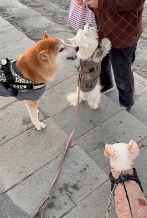 うみんぽでしゅよ〜(^-^)の記事動画