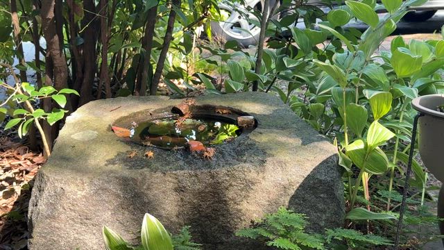 蹲はカニの楽天地？の記事動画