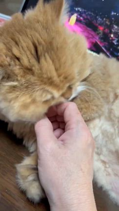 心愛。の記事動画