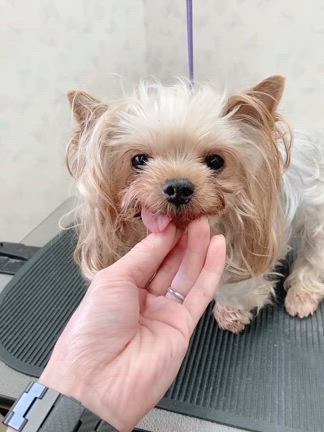 トリミング写真　かなえの記事動画